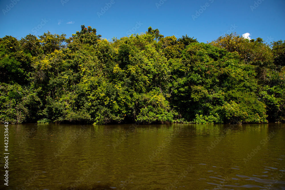 Mata verde com rio na Amazônia.
