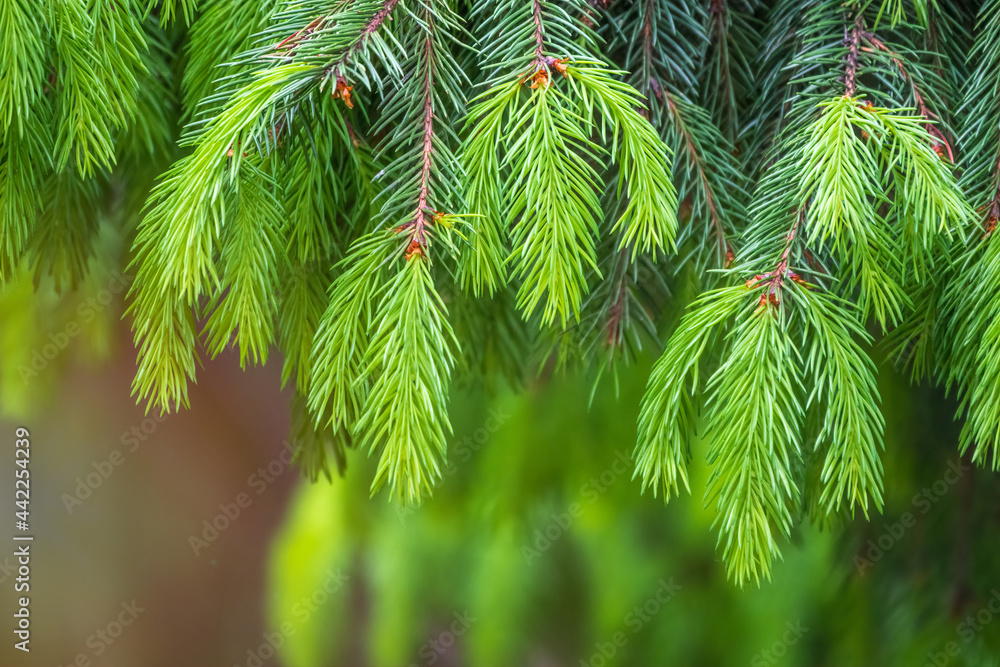Fir branches with fresh shoots in spring. Fir branches with fresh shoots in spring.