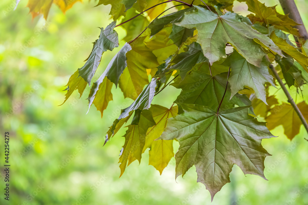 Tree branch with dark red leaves, Acer platanoides, the Norway maple ...