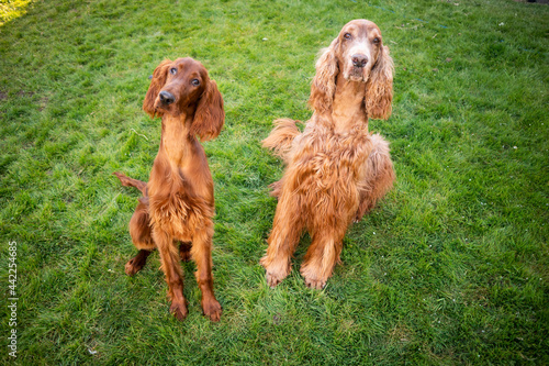 Cabo and Ella pose for the camera in the backyard