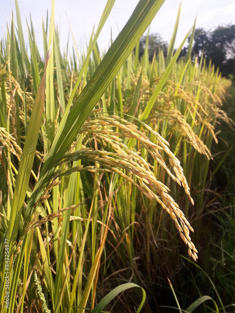 Fototapeta premium rice field