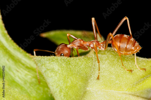 Close up red ant is stay on fresh stick tree. The red ant is work group bug animal