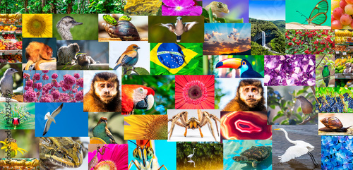 Mosaico com fotos tropicais do Brasil. photo