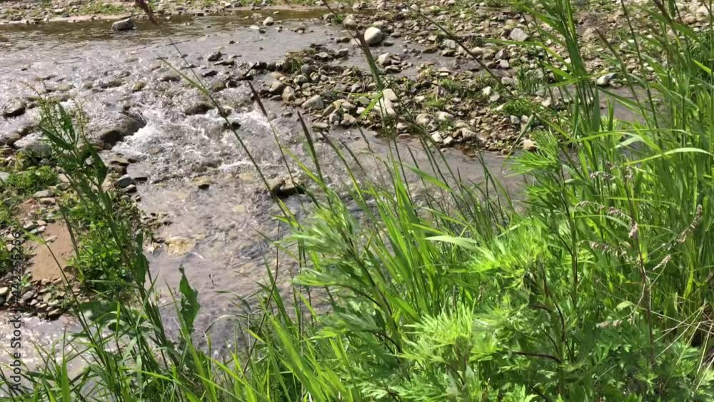 Reeds swaying in the wind and water flowing from the valley Reeds swaying in the wind and water flowing from the valley