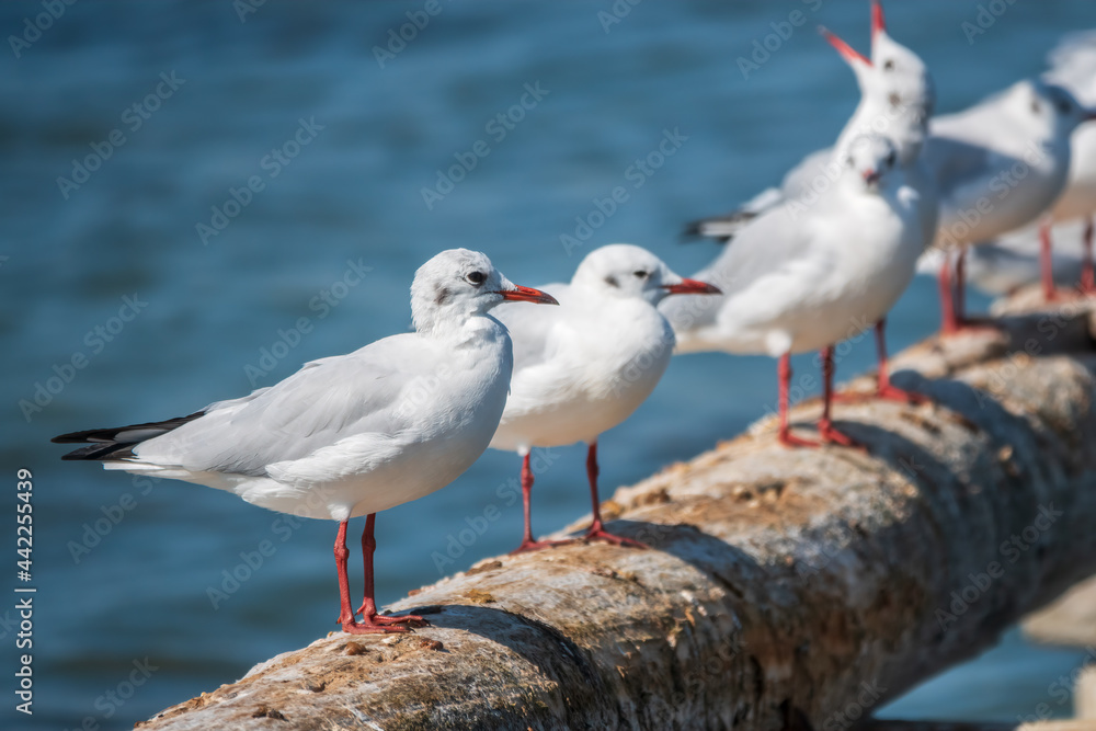 Row of seagulls sits on a old sea pier. Gulls rest on the breakwater. The European herring gull, Row of seagulls sits on a old sea pier. Gulls rest on the breakwater. The European herring gull,