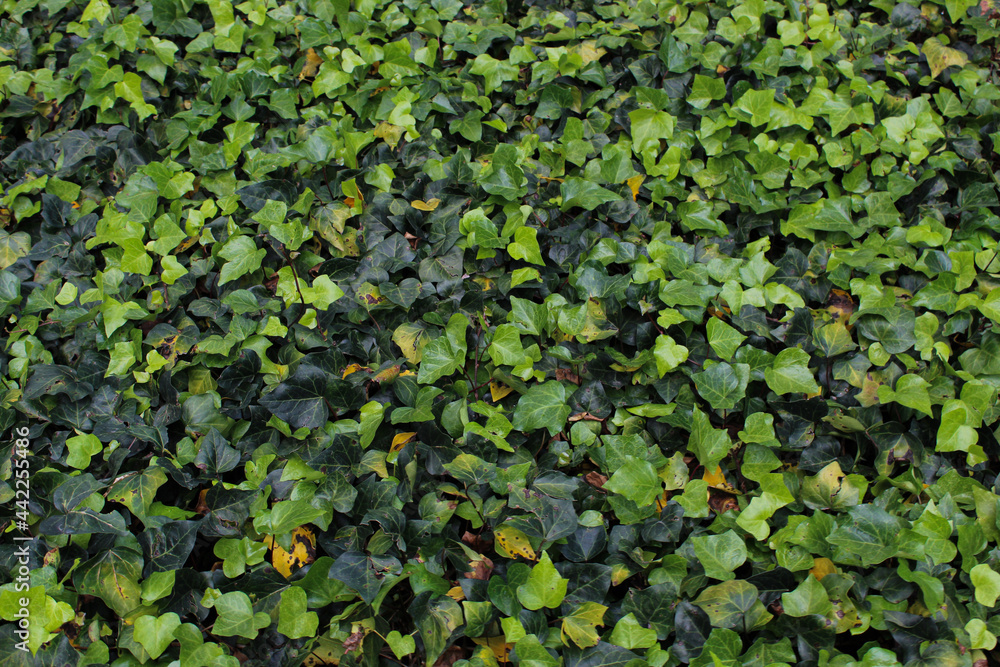 background of common ivy leaves in a park at daytime background of common ivy leaves in a park at daytime