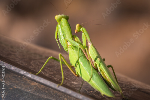 Mating of a pair of praying mantises. Close up of pair of European mantis or Praying mantis copulating in nature. © Dmitrii Potashkin