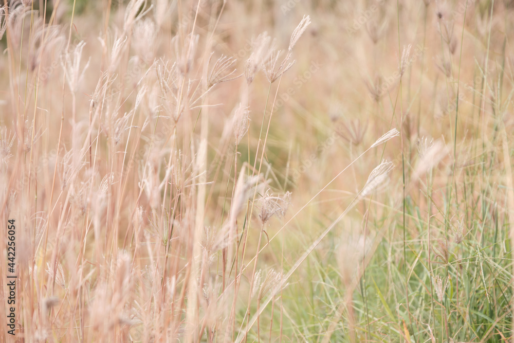 beautiful spring or summer nature background with flower grass beautiful spring or summer nature background with flower grass
