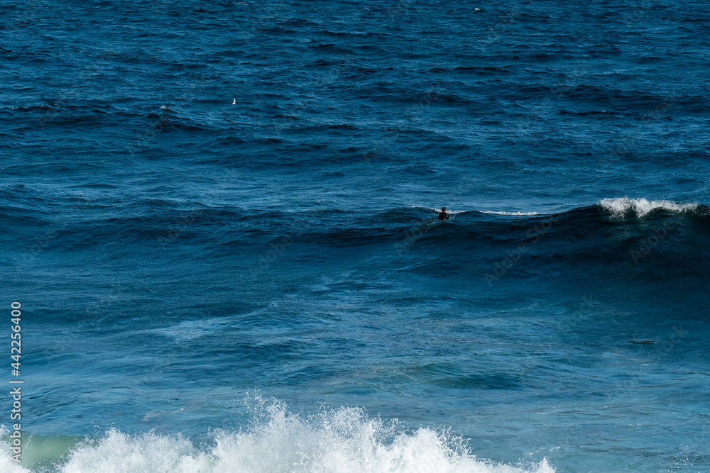 Fototapeta premium surfing in the ocean lone surfer in the ocean catching waves