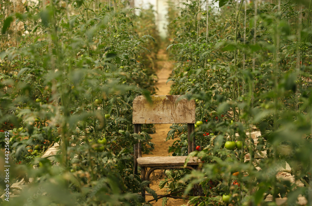 empty abandoned wooden chair in the middle of green & red tomato field in upper Egypt during crop harvest season empty abandoned wooden chair in the middle of green & red tomato field in upper Egypt during crop harvest season