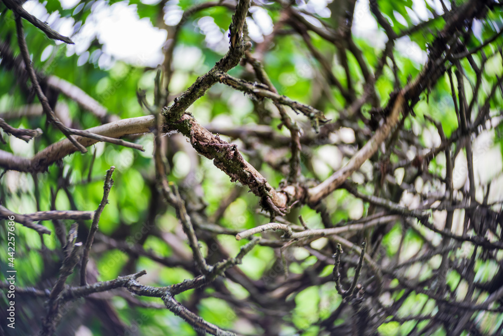Dry tree branches as background. Center focus. Swirling bokeh. Dry tree branches as background. Center focus. Swirling bokeh.