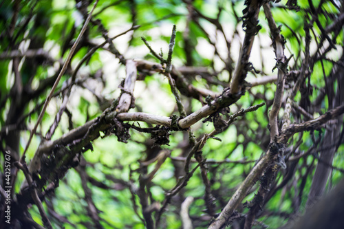 Dry tree branches as background. Center focus. Swirling bokeh.