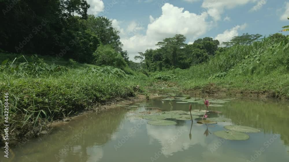 Freshwater Stream In Forest Floor - drone shot Freshwater Stream In Forest Floor - drone shot