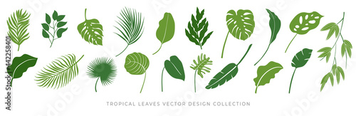 Tropical leaves vector set. Palm leaf, coconut leaf, banana leaves, monstera, fern, Botanical and Jungle leaves design for nature background, Eco and summer banner, wallpaper, pattern and prints.