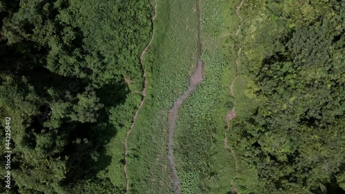 Wallpaper Mural Lush Green Rainforest At Daytime - aerial, top down Torontodigital.ca