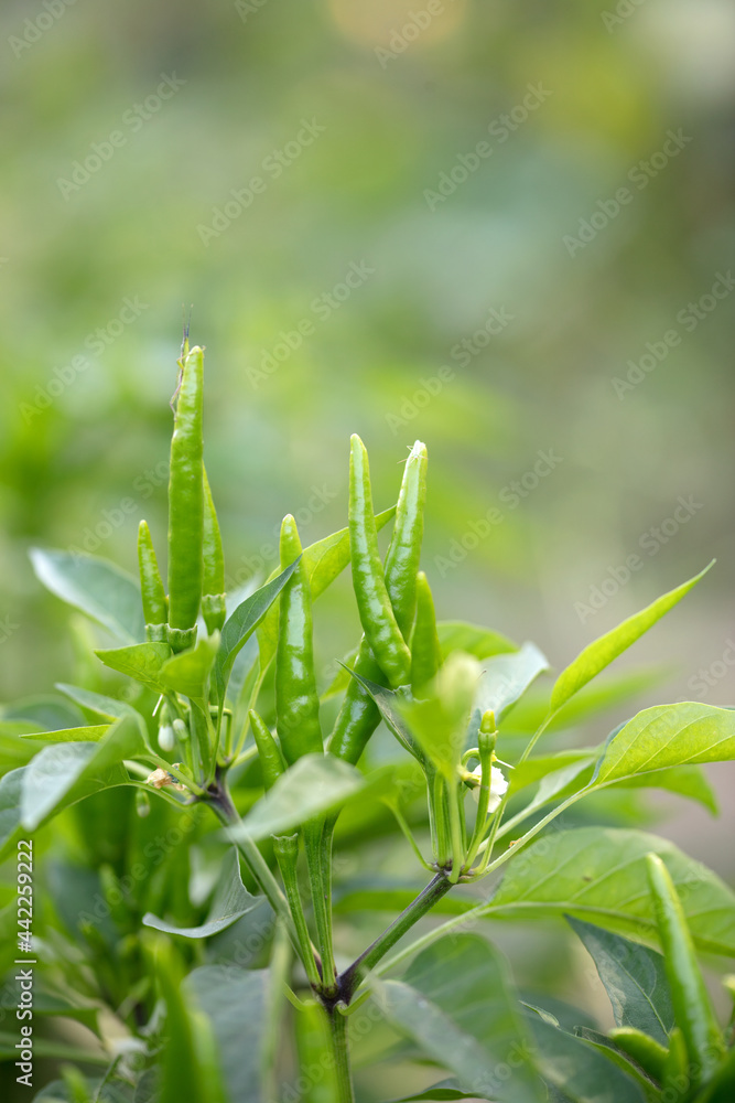 An important taste ingredient, Chaotian pepper is growing An important taste ingredient, Chaotian pepper is growing