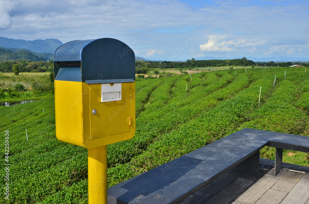 Blue and yellow mailbox in tea farm