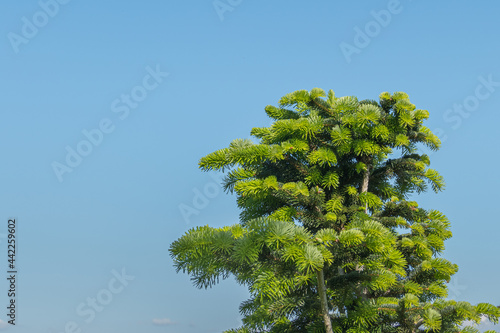Caucasian fir tree over clean blue sky outdoors Abies nordmanniana photo