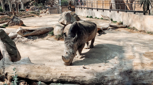 Photography A rhinoceros walks in the territory of the Barcelona Zoo.