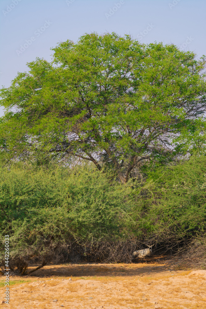 Arabian oryx or white oryx Arabian oryx or white oryx