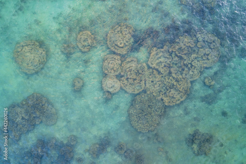 Drone shot of Corals in Chalok, Koh Tao, Thailand
