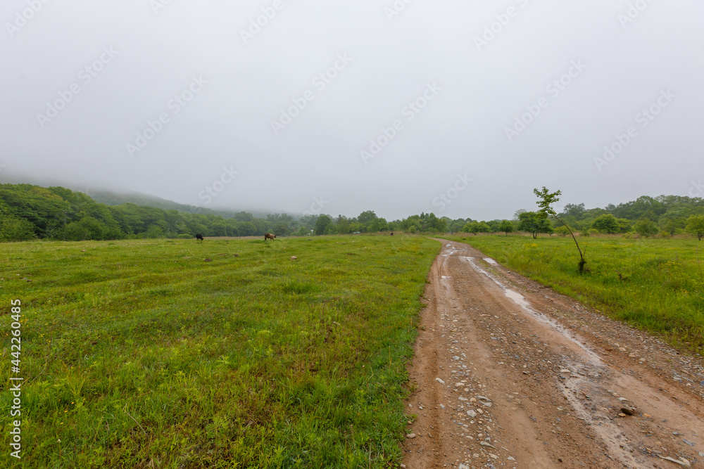 Dirt road in a green field. Country road leading into the forest. Dirt road in a green field. Country road leading into the forest.