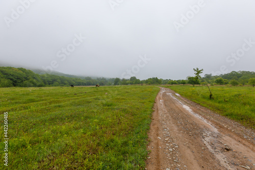 Dirt road in a green field. Country road leading into the forest.