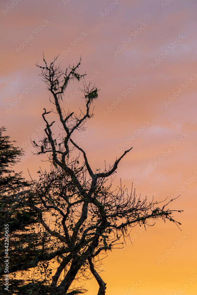 Obraz premium Early winter sunrise setting over the skyline of the forests on the Garden Route in South Africa