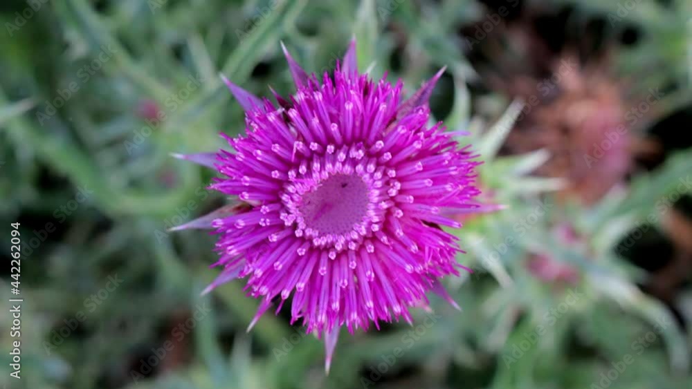 A Purple Flower Sways in the Wind, Close Up, Top Down Shoot Taken from Above. A Purple Flower Sways in the Wind, Close Up, Top Down Shoot Taken from Above.