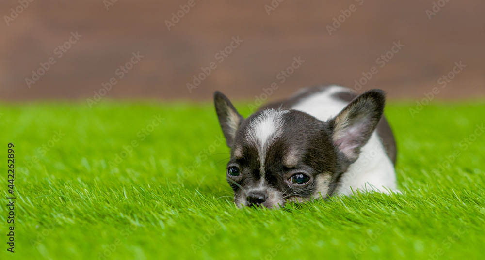 Sad Chihuahua  puppy lying on green summer grass. Empty space for text