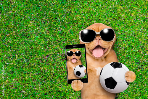 Funny Mastiff puppy wearing sunglasses lies on green summer grass with soccer ball and take a selfie on a cell phone camera. Top down view. Empty space for text © Ermolaev Alexandr
