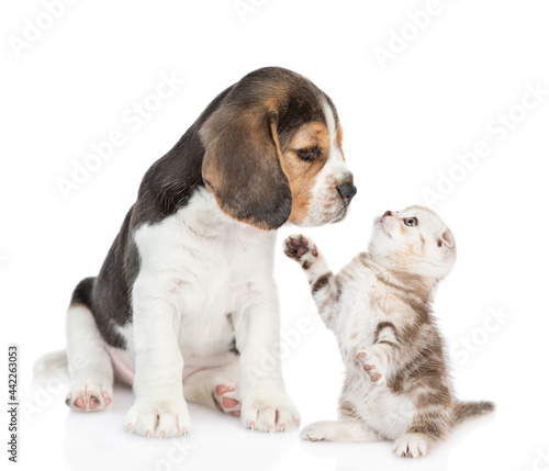 Beagle puppy sniffs afraid kitten. Pets look at each other. isolated on white background