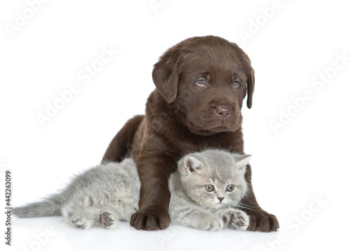 Chocolate Labrador Retriever puppy hugs tiny kitten. isolated on white background
