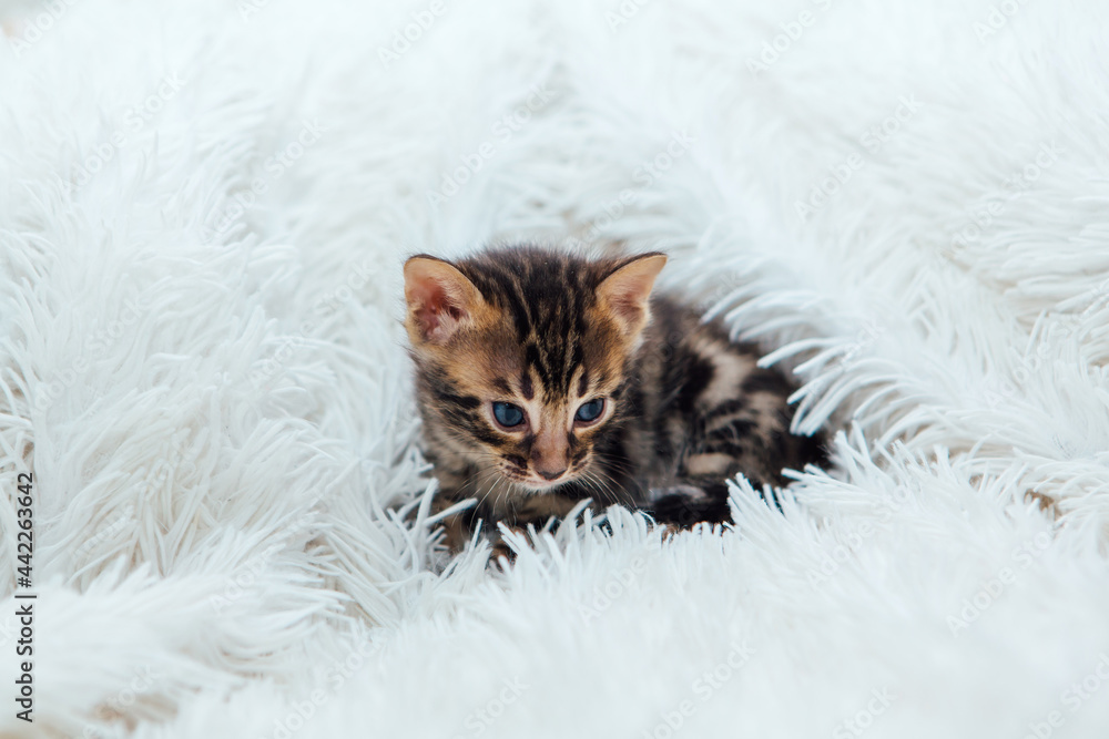 Cute dark grey charcoal bengal kitten on a furry white blanket. Cute dark grey charcoal bengal kitten on a furry white blanket.