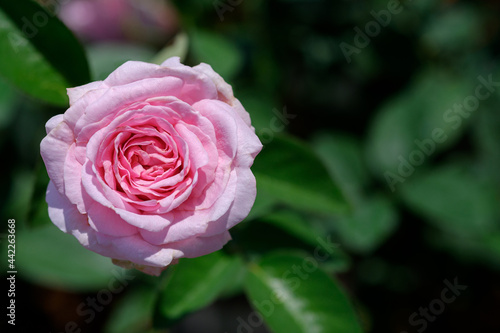 Close-up pink roses on green leaves background in the outdoor garden  Top view.