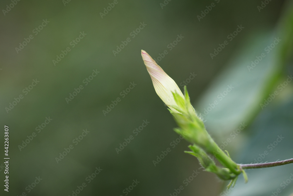 Close-up of morning glory flower bone Close-up of morning glory flower bone