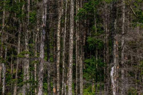 Far Eastern taiga. Dried coniferous trunks stand close to each other. A forest that died due to drought.