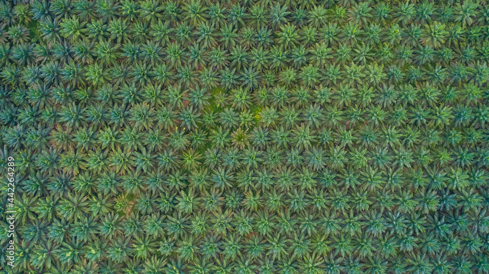 Lines of Trees in Thailand, Drone Shot Aerial Top Down View of Tree Tops Lines of Trees in Thailand, Drone Shot Aerial Top Down View of Tree Tops