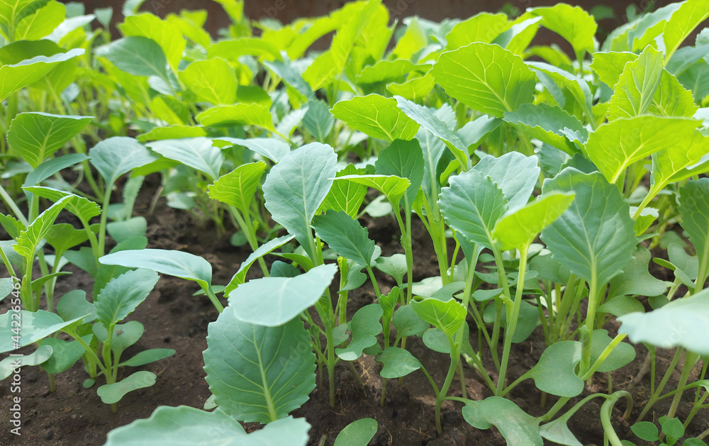 cabbage seedlings growing in a greenhouse. vegetable garden plant beds agricultural crops, gardening, small green leaves. cabbage seedlings growing in a greenhouse. vegetable garden plant beds agricultural crops, gardening, small green leaves.