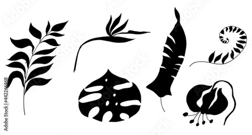 Leaves of tropical plants. Black silhouette, wind and illustration for cutting, print.