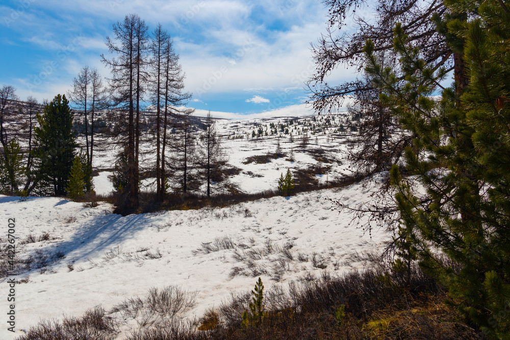 Obraz premium snow-capped peaks of the Altai mountains