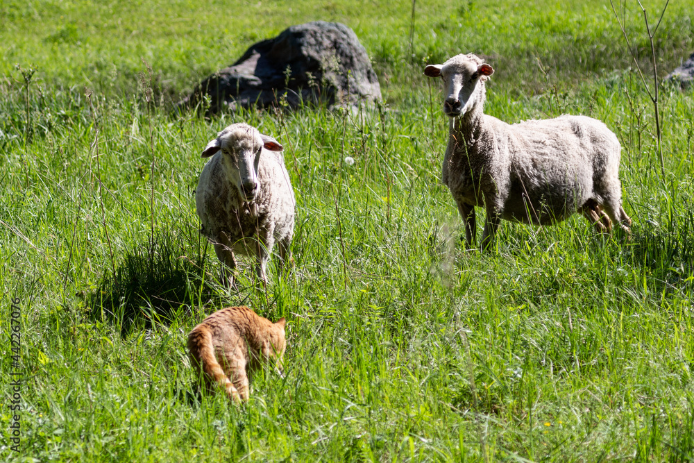 Obraz premium ginger cat hunts domestic sheep