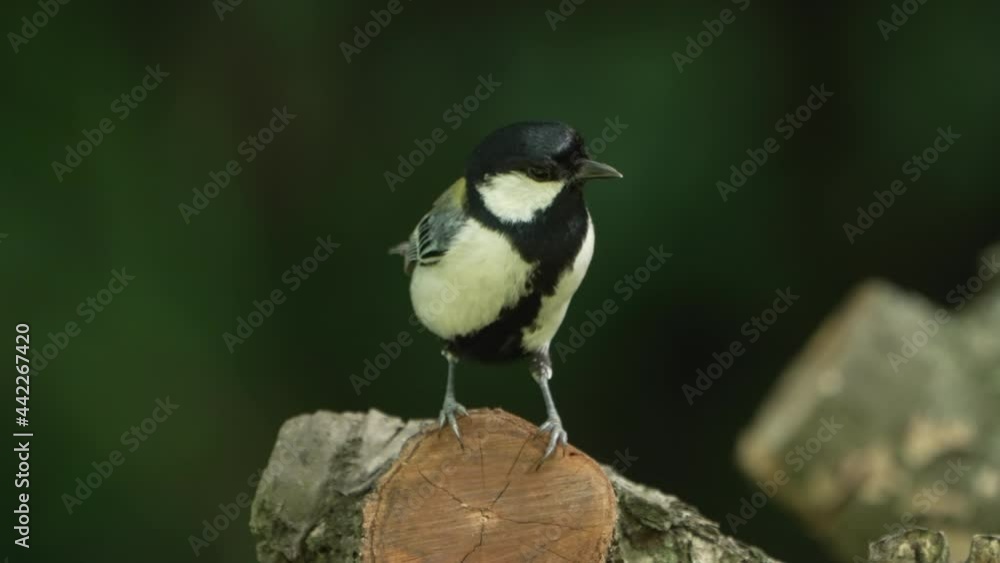 Great Oriental Tit Bird Perched On Cut Tree Log At The Wild Nature. - Close Up Shot Great Oriental Tit Bird Perched On Cut Tree Log At The Wild Nature. - Close Up Shot