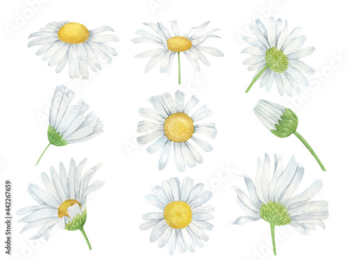 Watercolor daisy flowers set. Botanical illustration. Chamomile flowers