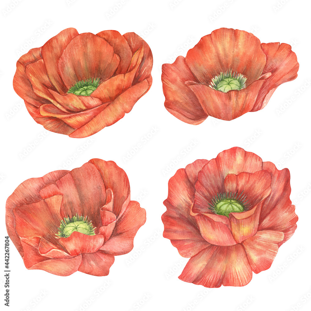 Watercolor red poppy flowers set. Watercolor wildflowers illustration
