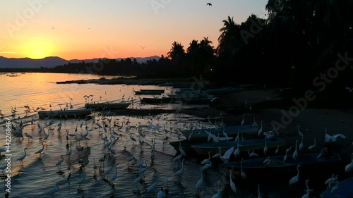 Vista aérea de Garzas en la laguna al atardecer sobre lanchas de pescadores