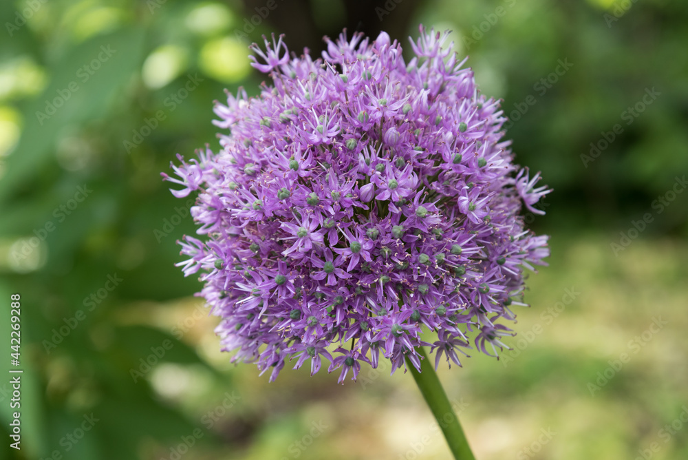 Close-up pink or lilac flower. Background, texture. Allium Close-up pink or lilac flower. Background, texture. Allium