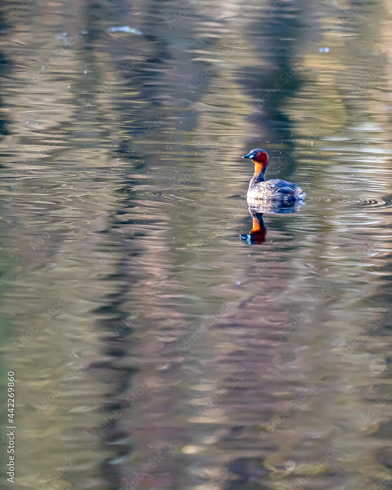 Ein Zwergtaucher auf einem kleinen Teich! Ein Zwergtaucher auf einem kleinen Teich!