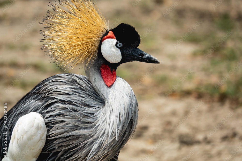Fototapeta premium Beautiful Grey crowned crane bird.
