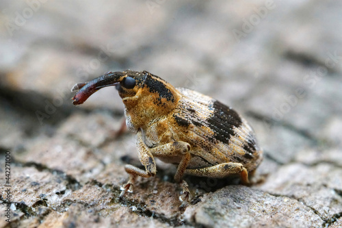 Closeup on an attractive and  small weevil species, Tapeinotus sellatus which parasites garden (Lysimachia vulgaris) or tufted loosestrife (Lysimachia tyrsiflora) photo